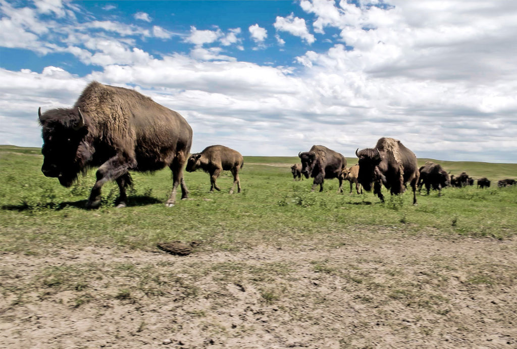 Herd of buffalo in Cheyenne, WY.