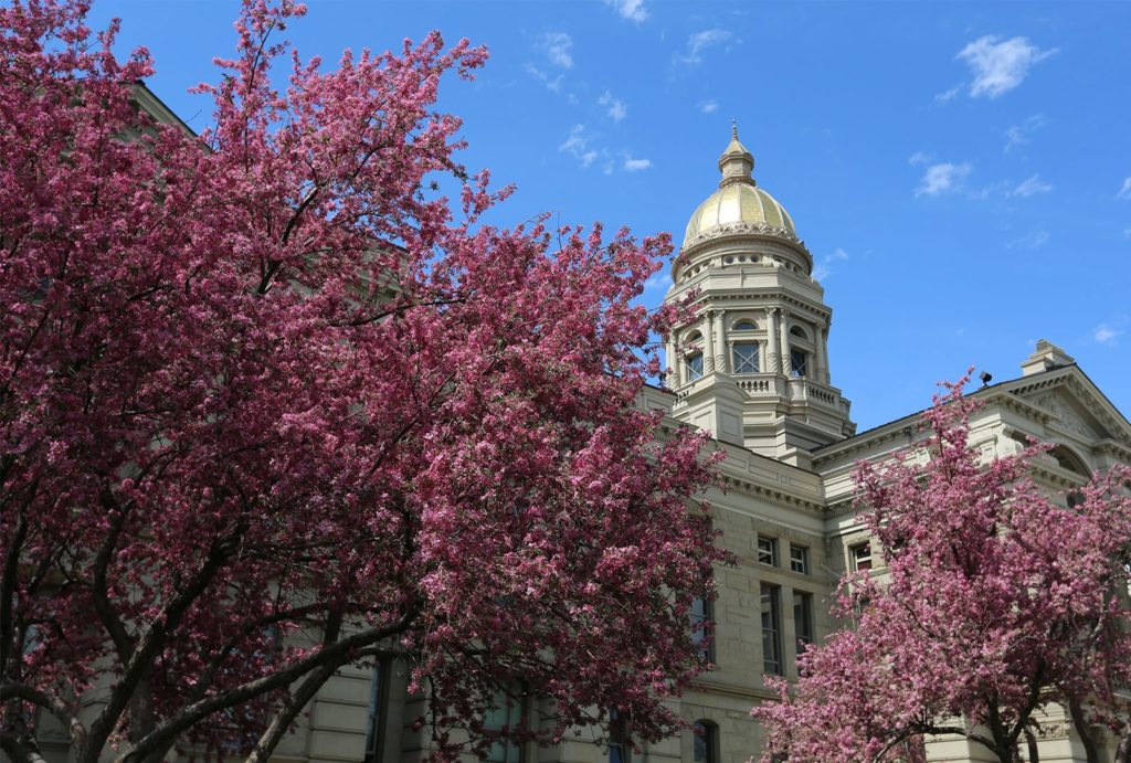 Wyoming State Capitol surrounded by Cherry Blossom Trees