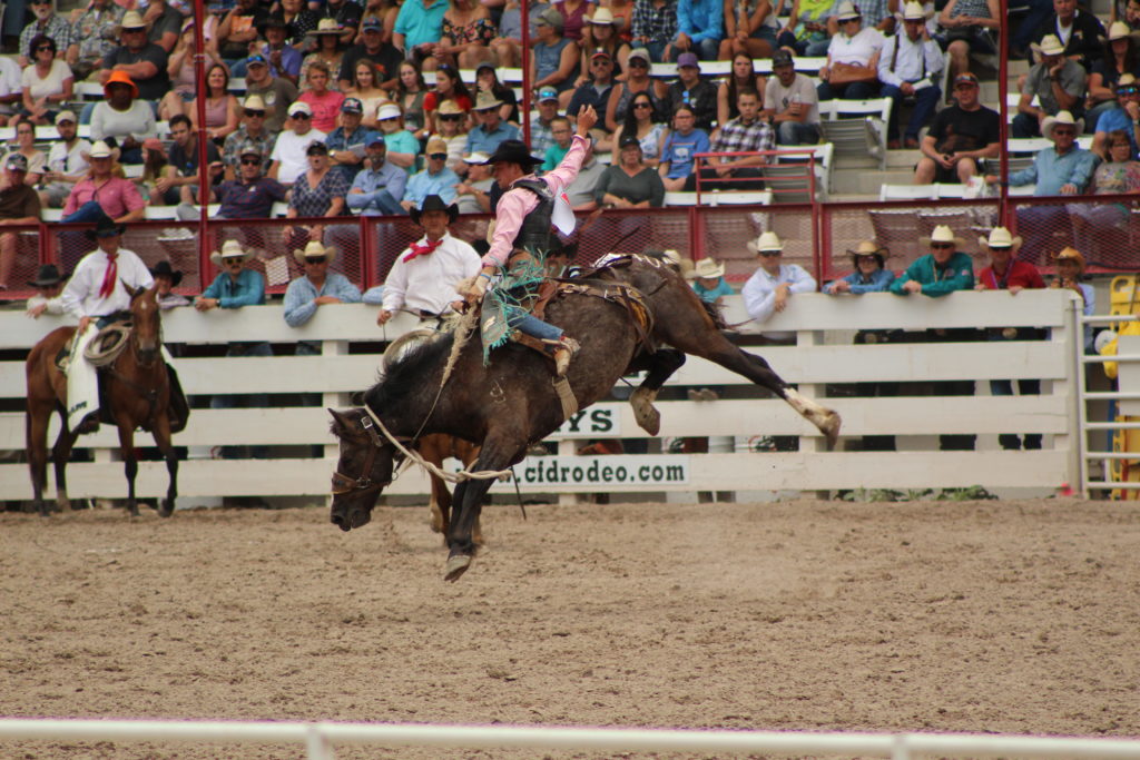 A saddle bronc horse bucking with a cowboy on it's back.