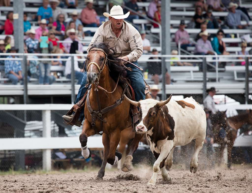 cattle roping cfd