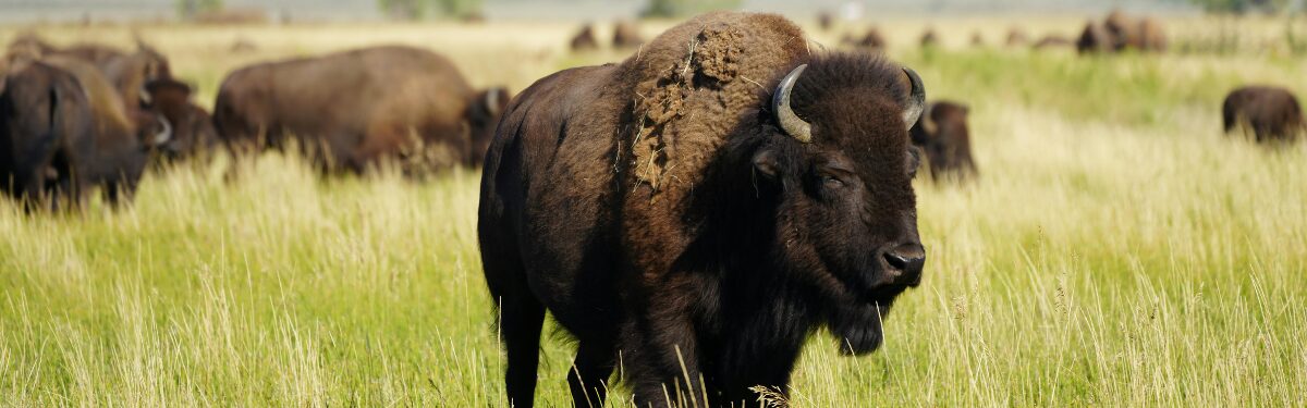 Bison / buffalo